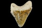 Serrated, Fossil Megalodon Tooth - Florida #114091-1